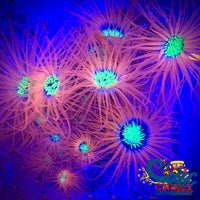 Neon Skittle Pink Tube Anemone Tubeanemone