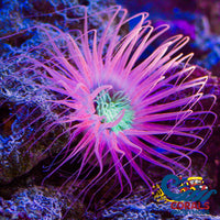 Neon Skittle Pink Tube Anemone Tubeanemone