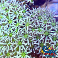 Green Pipe Organ Tubipora