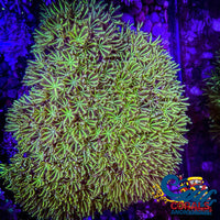 Green Pipe Organ Tubipora