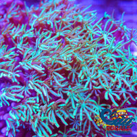 Green Pipe Organ Tubipora