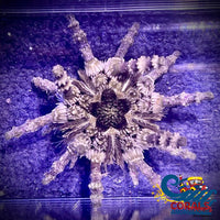 Pencil Sea Urchin Urchin