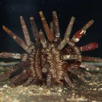 Pencil Sea Urchin - Corals Anonymous