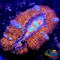 Red Rainbow Crystal Wilsoni Wilsoni