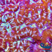 Red Rainbow Crystal Wilsoni Wilsoni