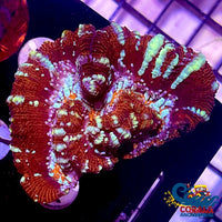 Red Rainbow Crystal Wilsoni Wilsoni