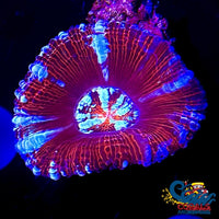 Red Rainbow Crystal Wilsoni Wilsoni