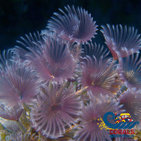 Feather Duster Fan Worm Worm