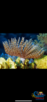 Giant Cinnabon Feather Duster Fan Worm (3-4) Worm