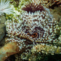 Giant Cinnabon Feather Duster Fan Worm (3-4") B