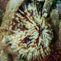 Giant Cinnabon Feather Duster Fan Worm (3-4") A