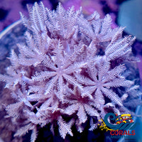 Ecc Pulsing Xenia Xenia