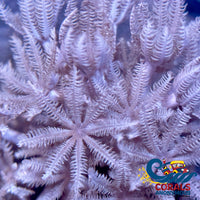 Ecc Pulsing Xenia Xenia
