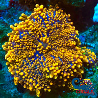 Indo Ricordea Yuma Mushroom Yuma