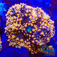 Indo Ricordea Yuma Mushroom Yuma