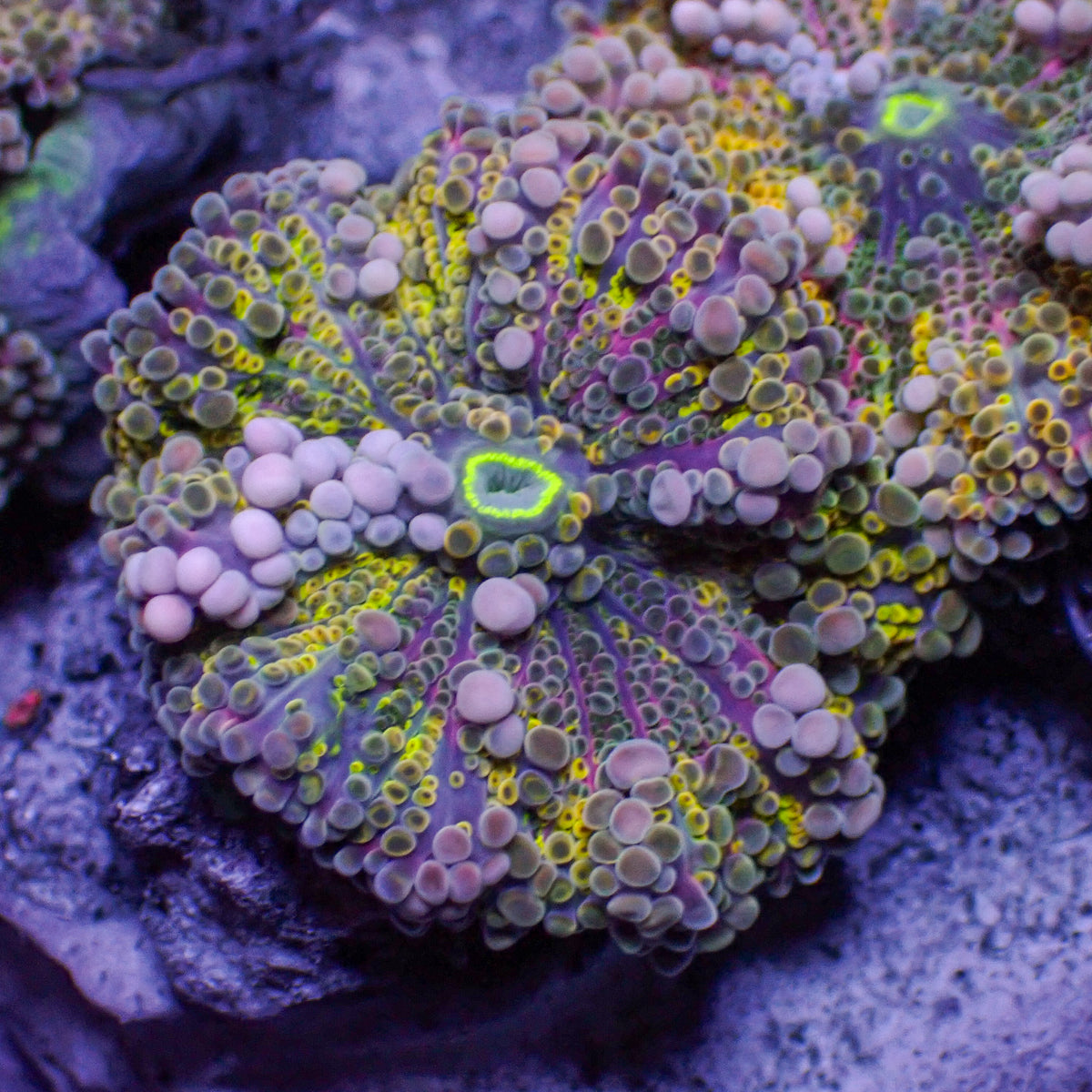 カンバディアキルト♡レインボーカラー　single カンバディアポーチ S【メール便可】｜マライカ公式通販