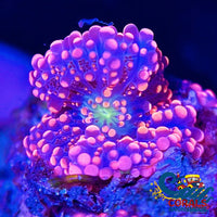 Ultra Pink Ricordea Yuma Yuma