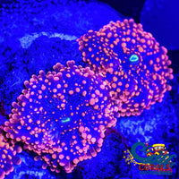 Ultra Pink Ricordea Yuma Yuma