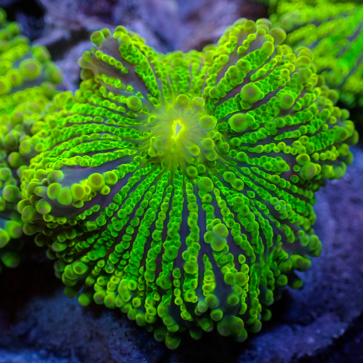 アユミニウム corals-anonymous-yuma-default-