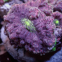 Purple Passion Yuma Mushroom - Corals Anonymous