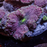 Purple Passion Yuma Mushroom - Corals Anonymous