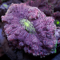 Purple Passion Yuma Mushroom - Corals Anonymous