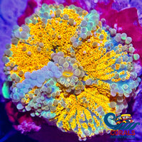 Rainbow Bubbly Tropicana Yuma Mushroom Yuma