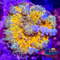 Rainbow Bubbly Tropicana Yuma Mushroom Yuma