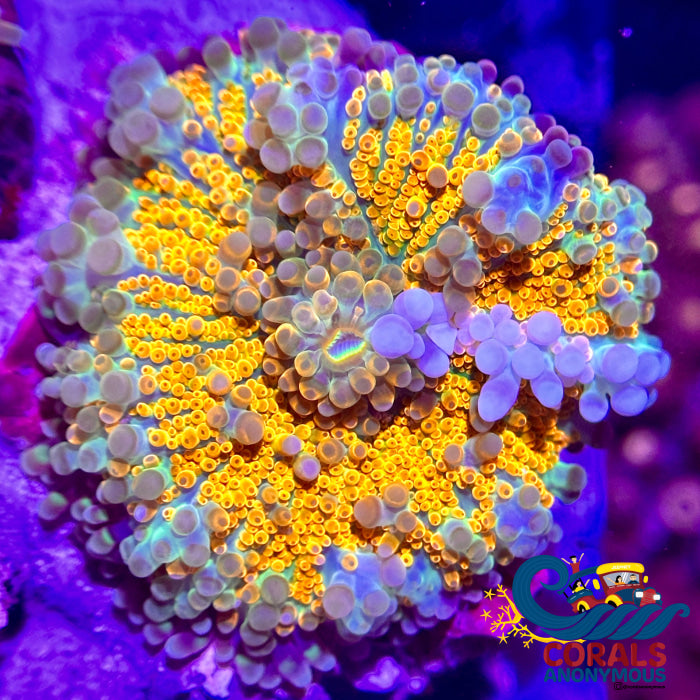 Rainbow Bubbly Tropicana Yuma Mushroom