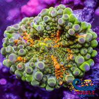 Inventory Solomon Island Mango Mojo Yuma Mushroom Yuma