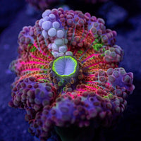 Ultra Rainbow Cosmic Yuma Mushroom - Corals Anonymous