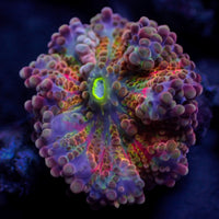 Ultra Rainbow Cosmic Yuma Mushroom - Corals Anonymous