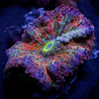 Ultra Rainbow Cosmic Yuma Mushroom - Corals Anonymous
