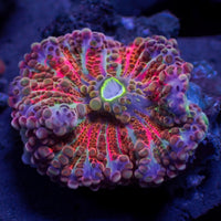 Ultra Rainbow Cosmic Yuma Mushroom - Corals Anonymous