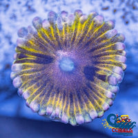 Pink Elephant Ear Zoa Zoa