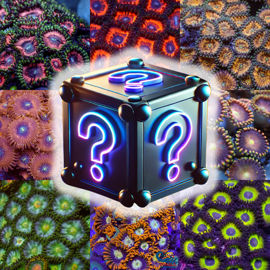 🌸 Zoa Mystery Box 🌸 | Corals Anonymous