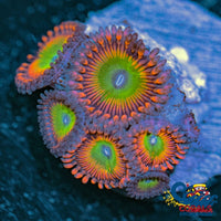 Bowser Zoa (2-3 Polyps) Zoa