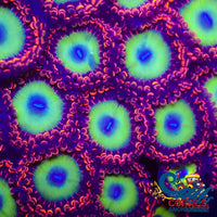Candy Apple Red Zoa (2-3 Polyps) Zoa