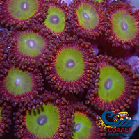 Candy Apple Red Zoa (2-3 Polyps) Zoa