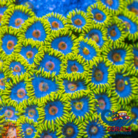 Chirp Zoa (8-12 Polyps Colony) Zoa