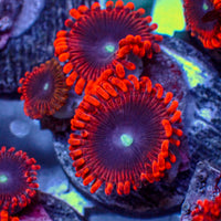 Cinder Zoa 2-3 Polyps