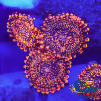Darth Maul Zoa (2-3 Polyps) Zoa