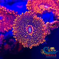Darth Maul Zoa (2-3 Polyps) Zoa