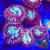 Enchantress Zoa 10-15 Polyps Colony Zoa