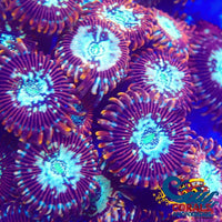 Enchantress Zoa 10-15 Polyps Colony Zoa