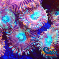 Enchantress Zoa 10-15 Polyps Colony Zoa