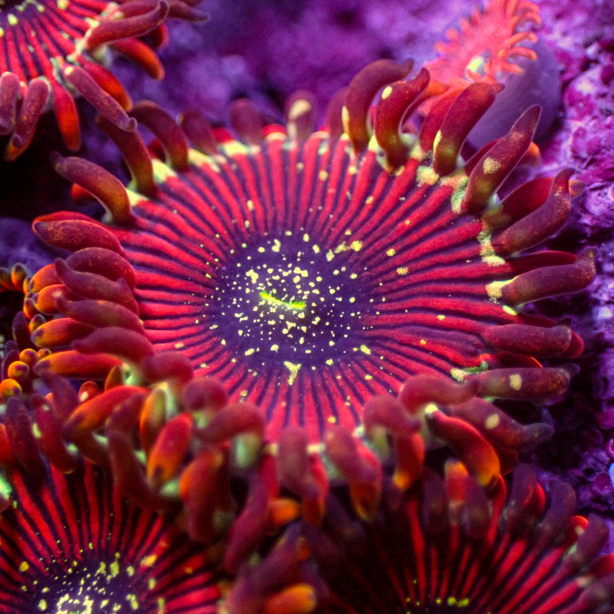 ZOA 　　　　　　　　　　　　　　　　　Z.O.A Cornbred's Yellow Zombie Eye Zoas – Cornbred Corals