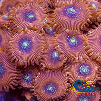 Magician Zoa 10-15 Polyps Colony Zoa