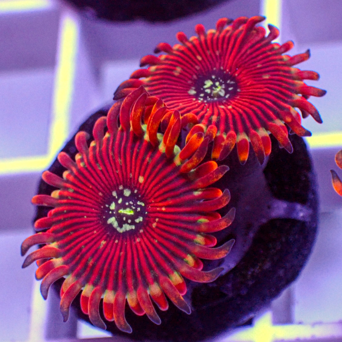 ZOA Magician Zoa (2-3 Polyps) | Corals Anonymous