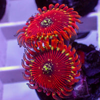 Magician Zoa (2-3 Polyps)